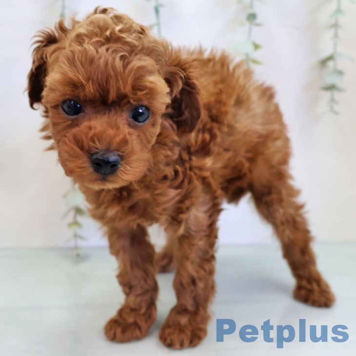 トイ・プードルの写真2