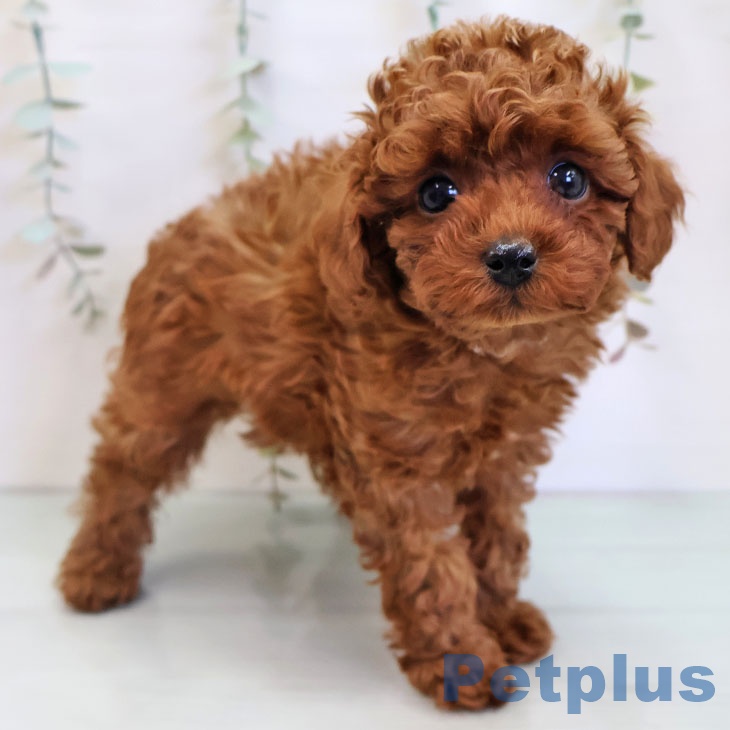 トイ・プードル