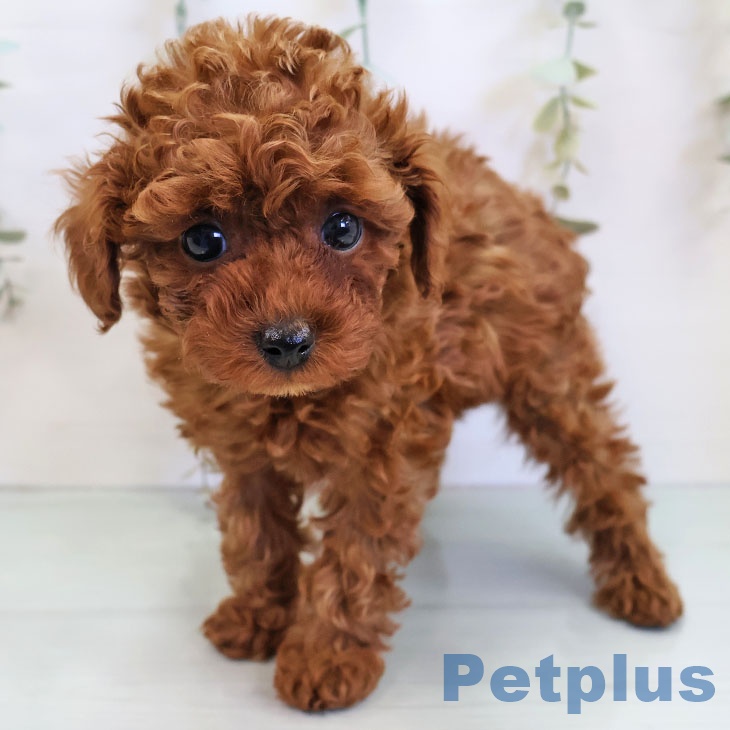 トイ・プードルの写真2