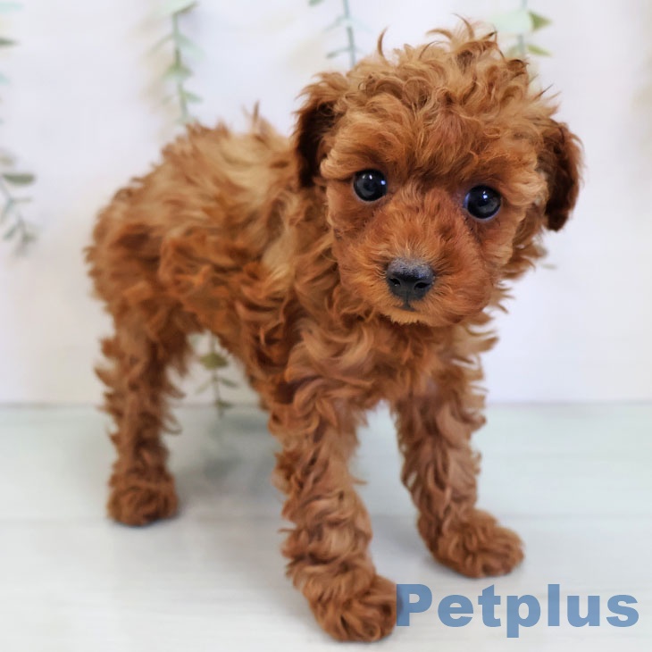 トイ・プードル