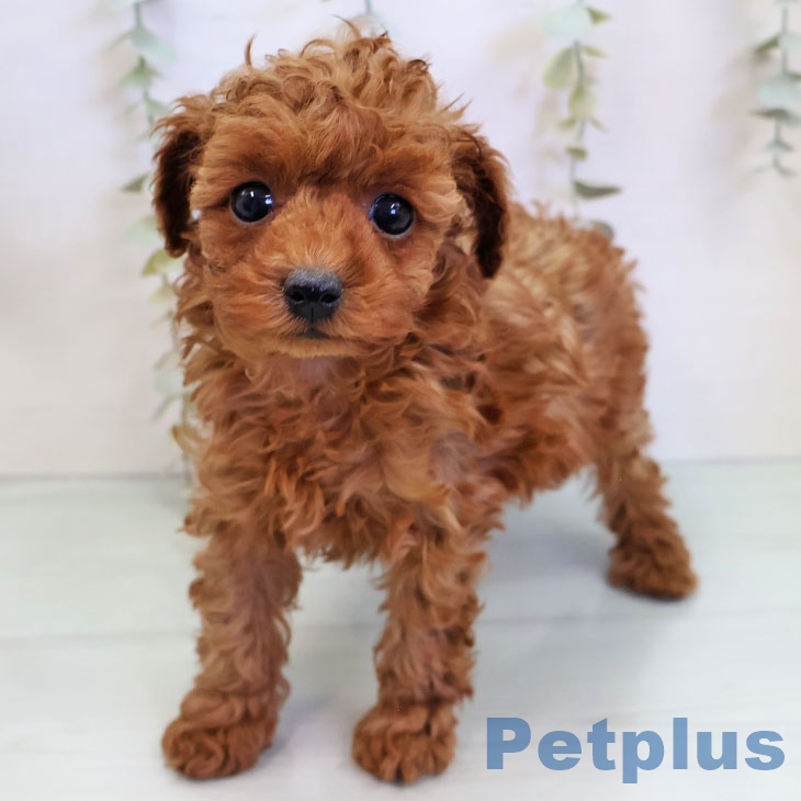 トイ・プードルの写真2