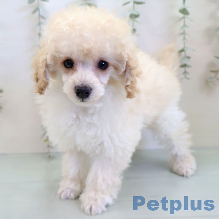 トイ・プードル