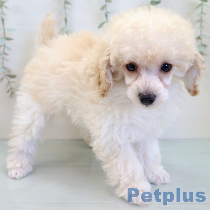 トイ・プードルの写真2