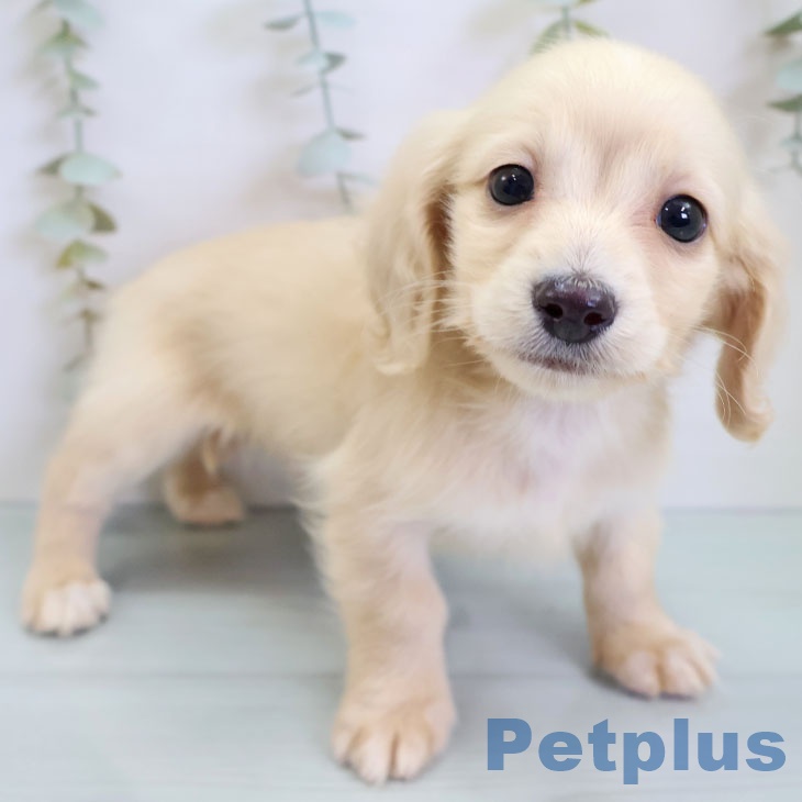 ミニチュア・ダックスフンド