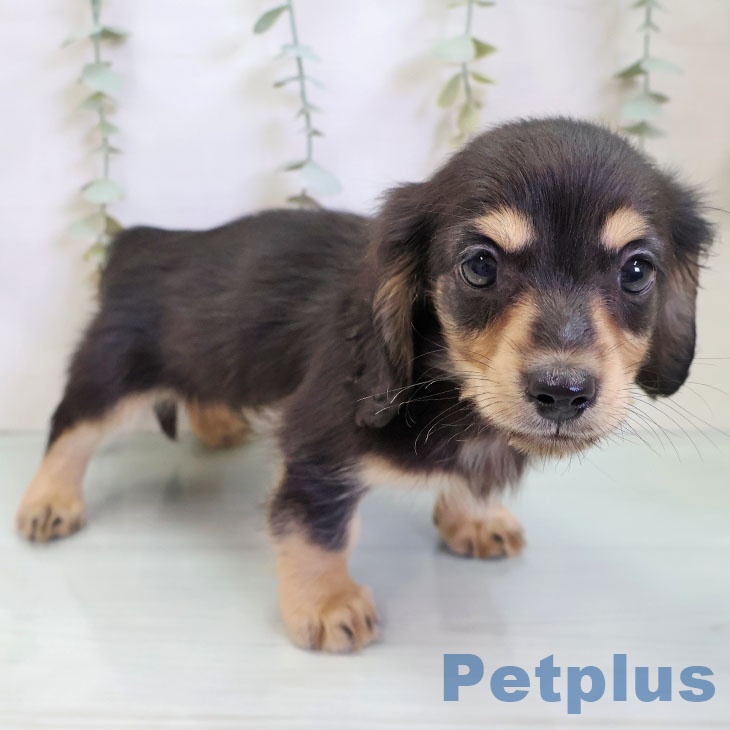 ミニチュア・ダックスフンドの写真2