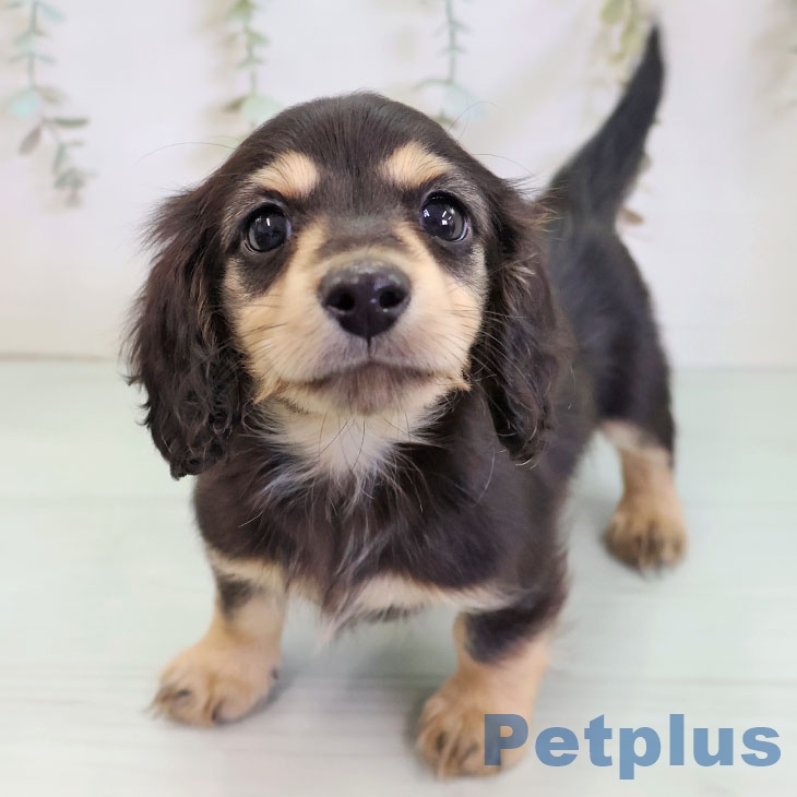 ミニチュア・ダックスフンド