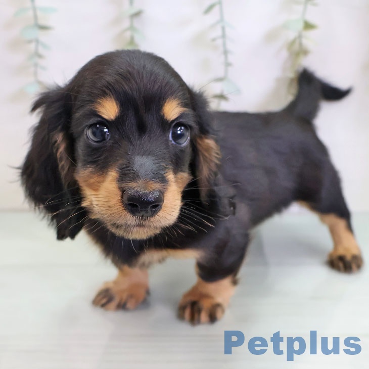 ミニチュア・ダックスフンドの写真2