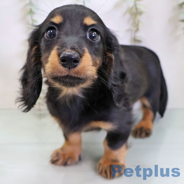 ミニチュア・ダックスフンド