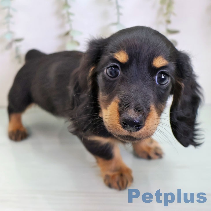 ミニチュア・ダックスフンドの写真2