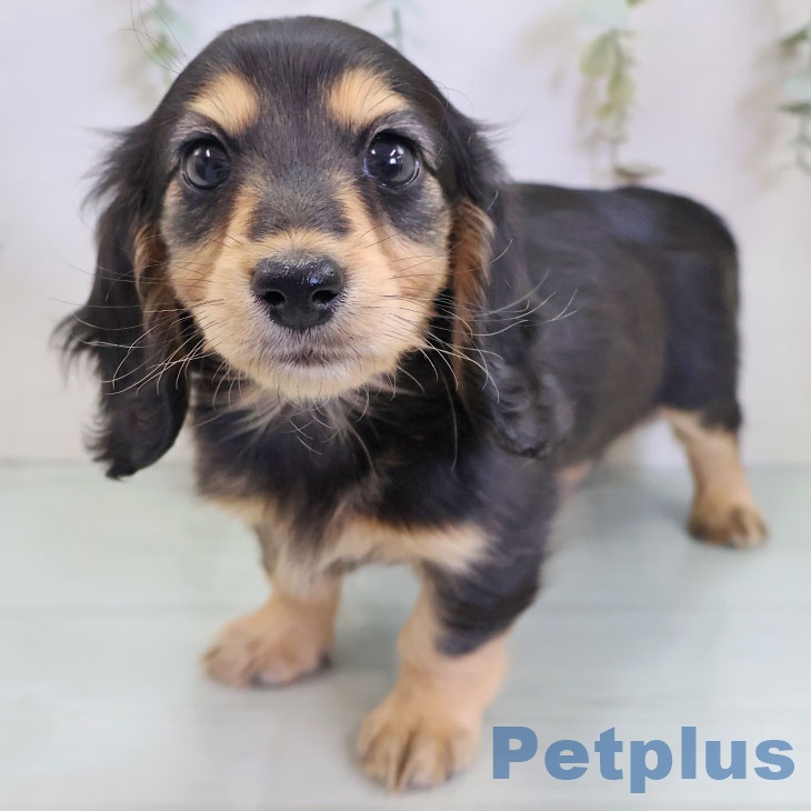 ミニチュア・ダックスフンド