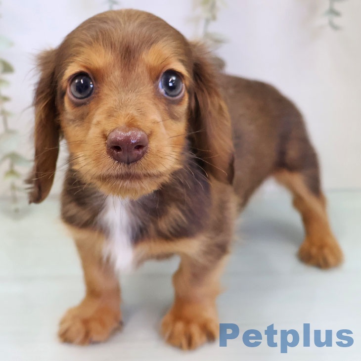 ミニチュア・ダックスフンド