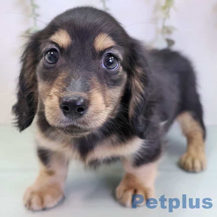 ミニチュア・ダックスフンド