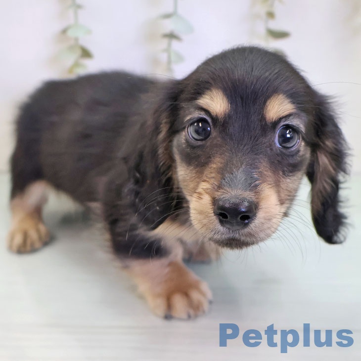 ミニチュア・ダックスフンドの写真2