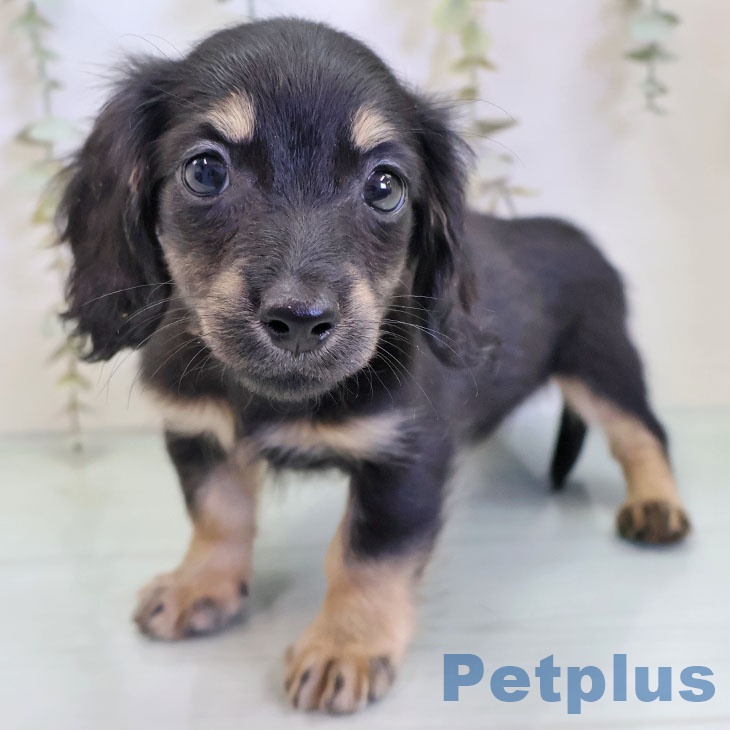 ミニチュア・ダックスフンド