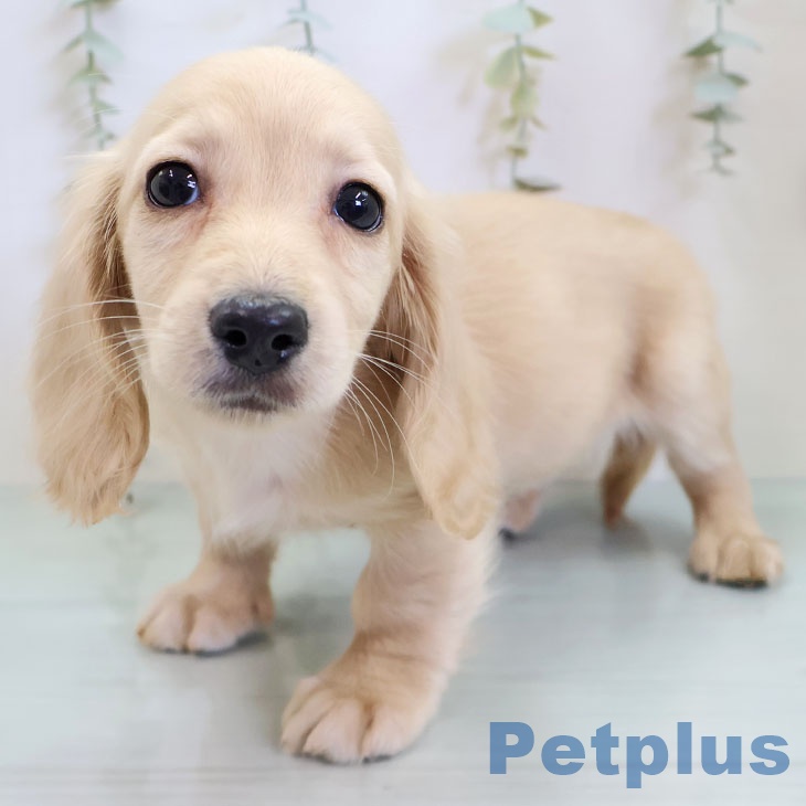 ミニチュア・ダックスフンド