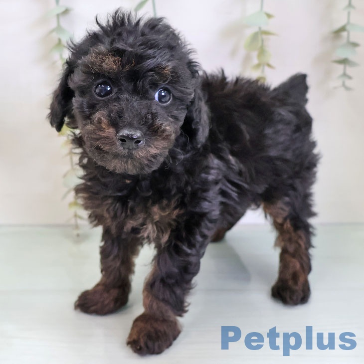 トイ・プードル