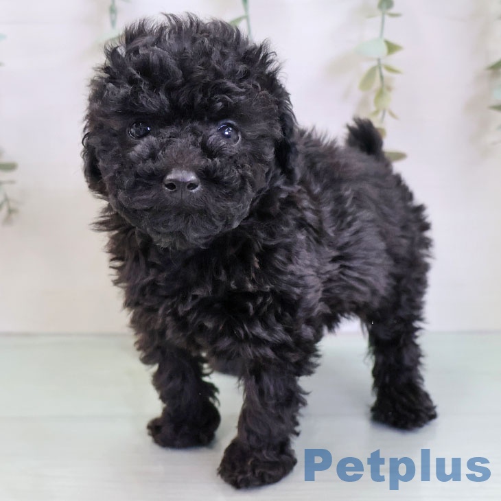 トイ・プードル