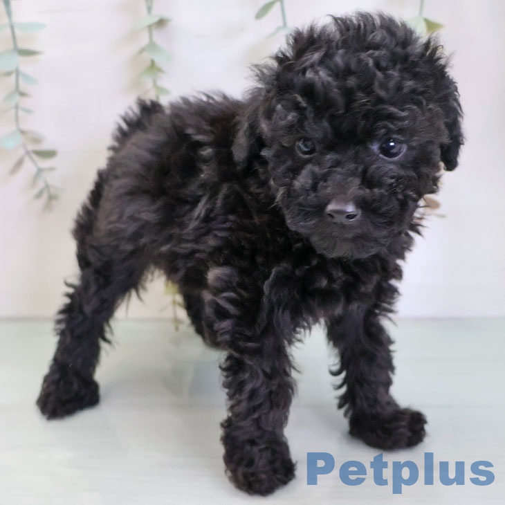 トイ・プードルの写真2