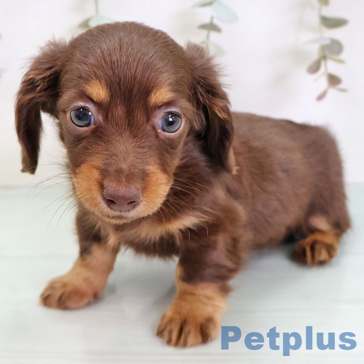 カニーンヘン・ダックスフンドの写真2