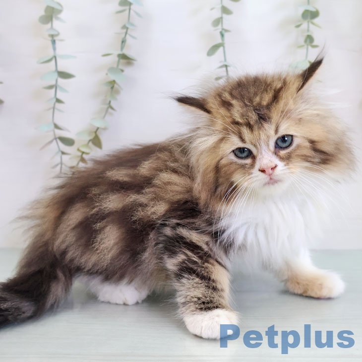 ラガマフィンの写真2