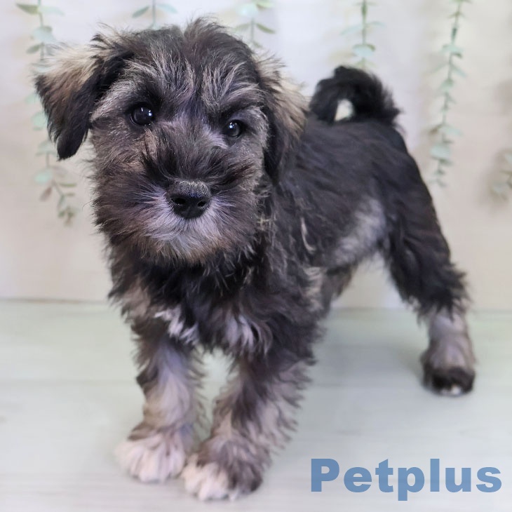 ミニチュア・シュナウザー