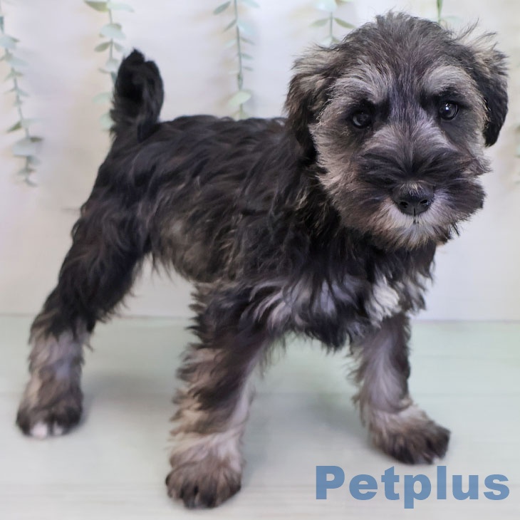 ミニチュア・シュナウザー