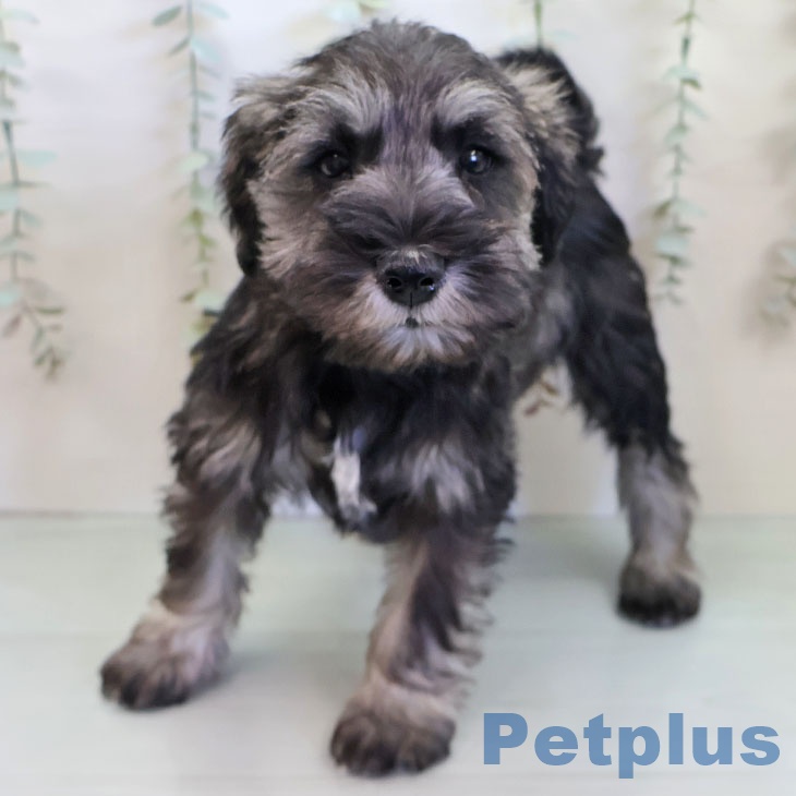 ミニチュア・シュナウザーの写真2