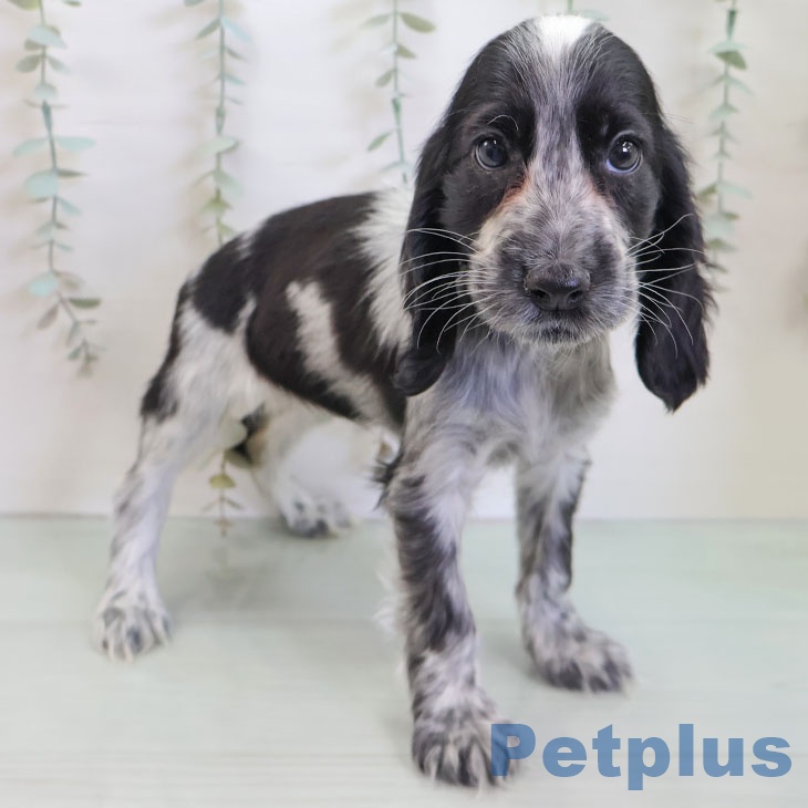 イングリッシュ・コッカー・スパニエルの写真2