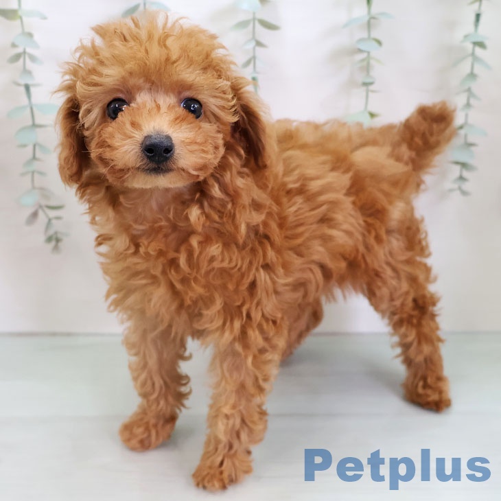 トイ・プードル