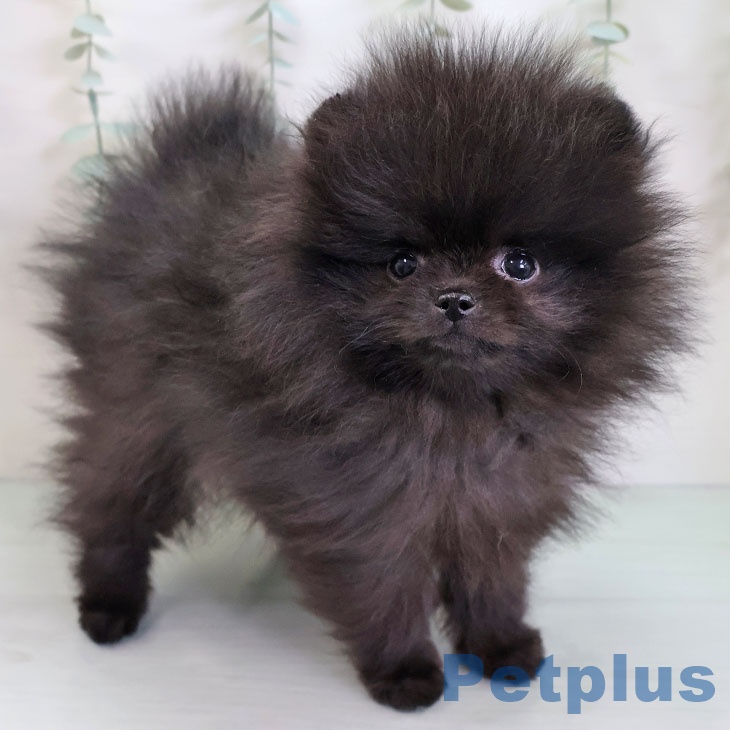 ポメラニアンの写真2