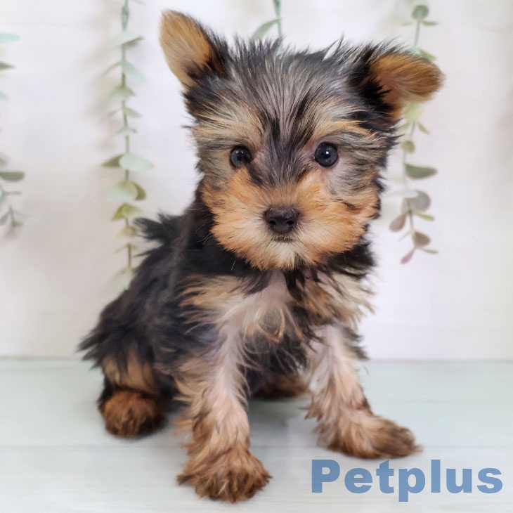 ヨークシャー・テリアの写真2