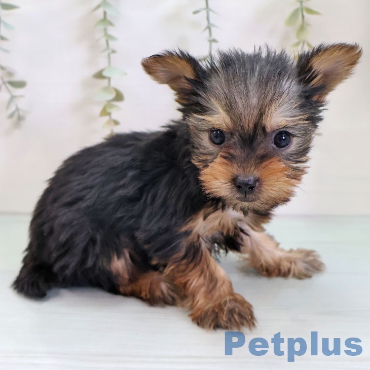 ヨークシャー・テリアの写真2