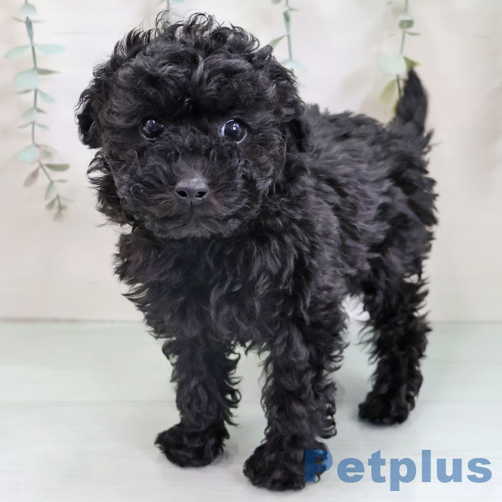 トイ・プードル