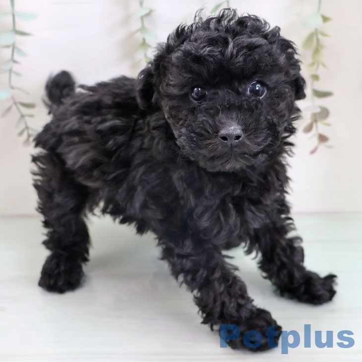 トイ・プードルの写真2