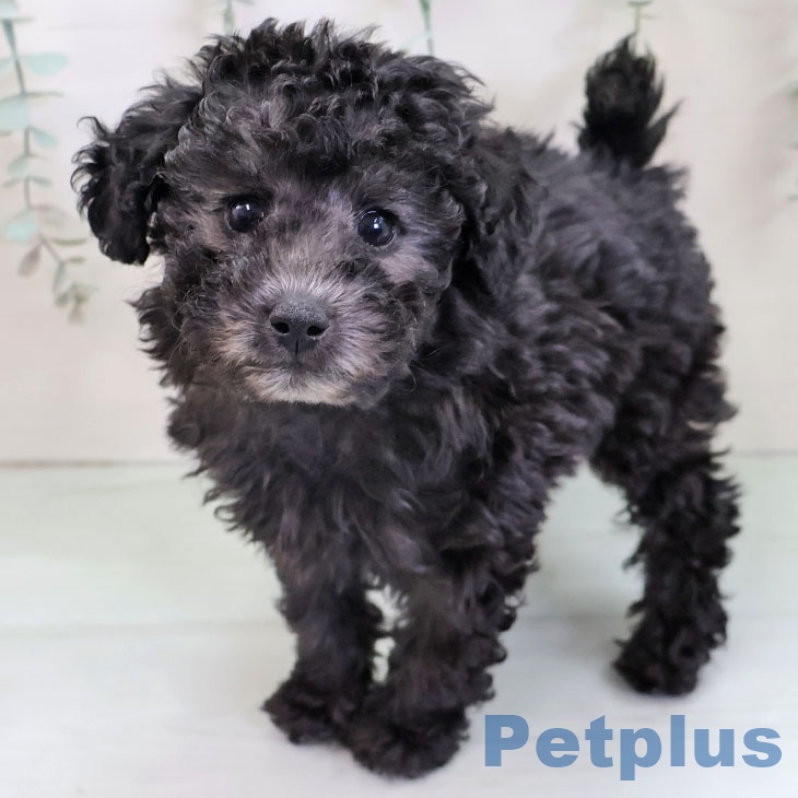 トイ・プードル