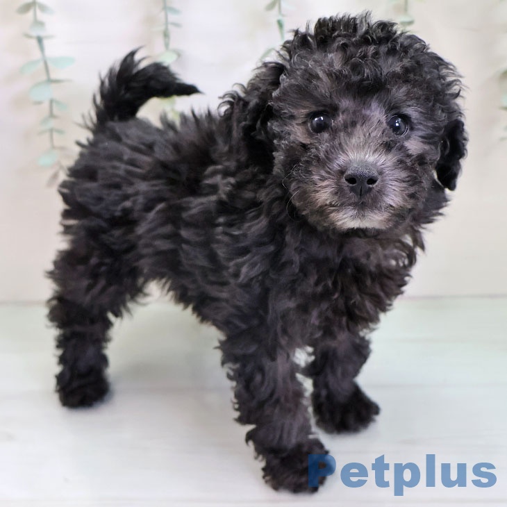 トイ・プードルの写真2