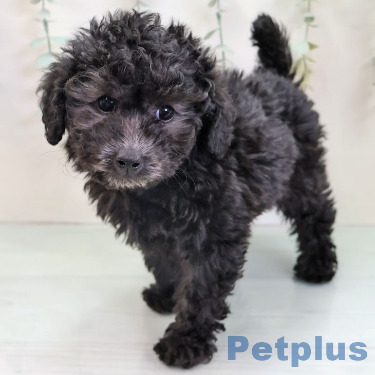 トイ・プードル