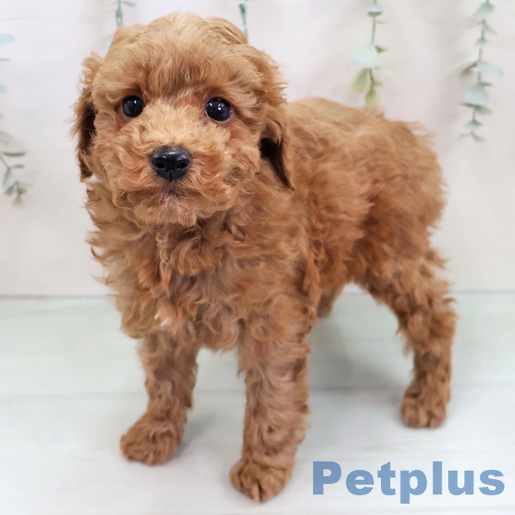 トイ・プードル