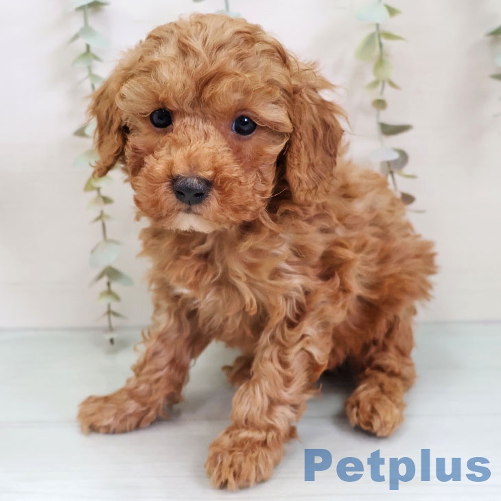 トイ・プードル