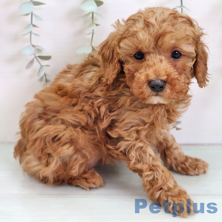 トイ・プードルの写真2