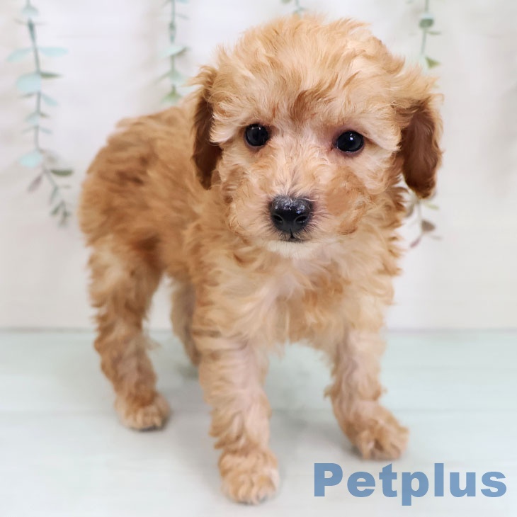 トイ・プードル