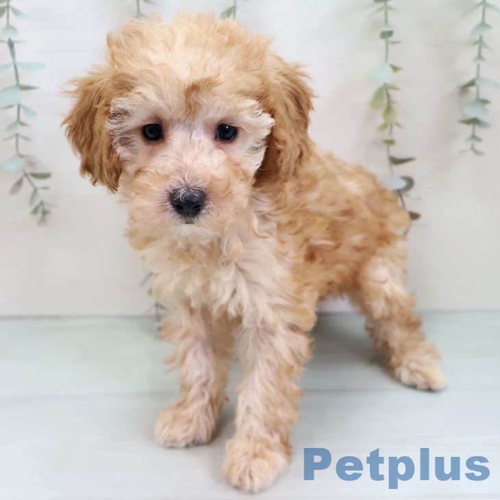 トイ・プードル