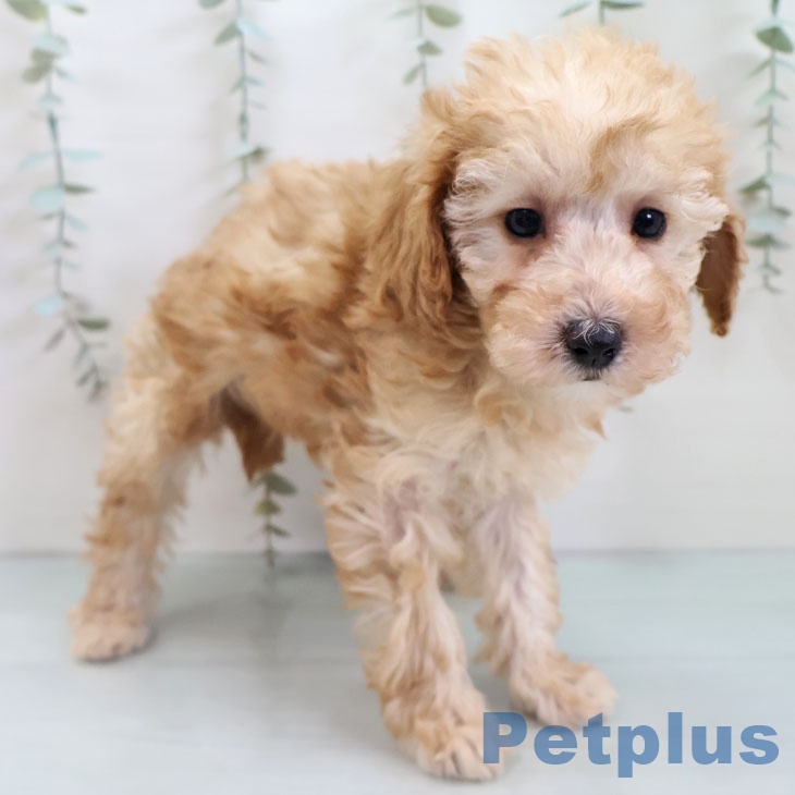 トイ・プードルの写真2