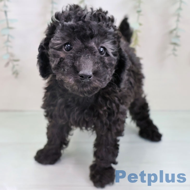 トイ・プードルの写真2