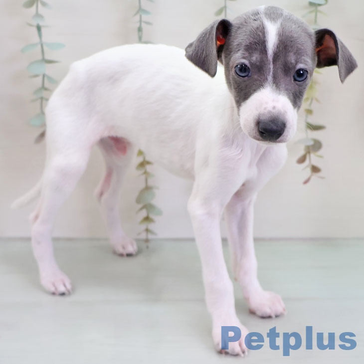 イタリアン・グレーハウンド