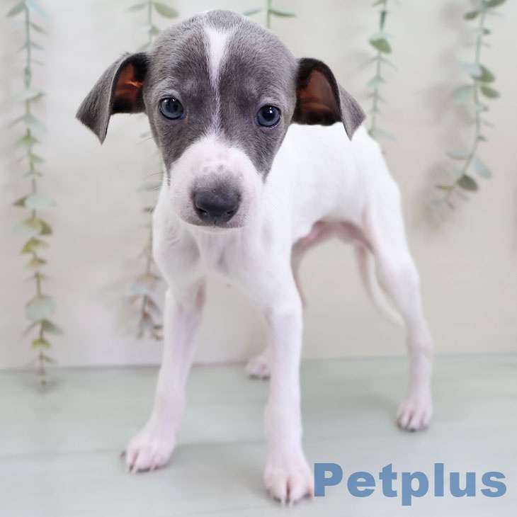 イタリアン・グレーハウンドの写真2