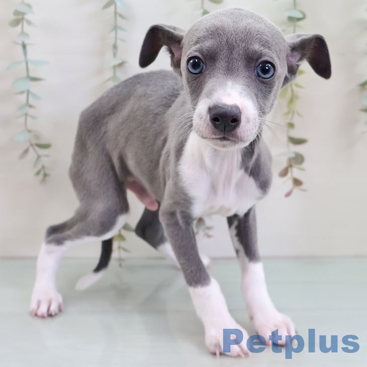 イタリアン・グレーハウンド