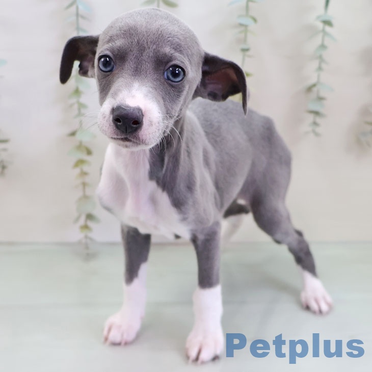 イタリアン・グレーハウンドの写真2