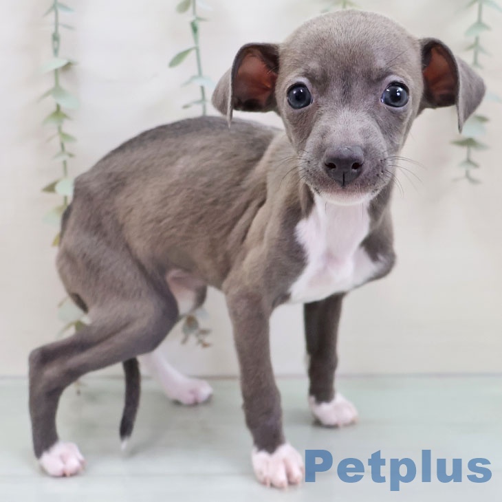 イタリアン・グレーハウンド