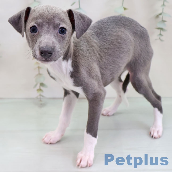 イタリアン・グレーハウンド